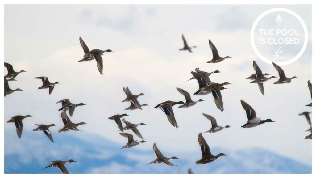 Migrating ducks flying with the mountains in the blurry distance